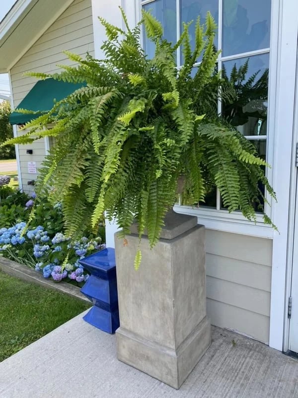 Last Day 75% OFF🌿UV Resistant Lifelike Artificial Boston Fern