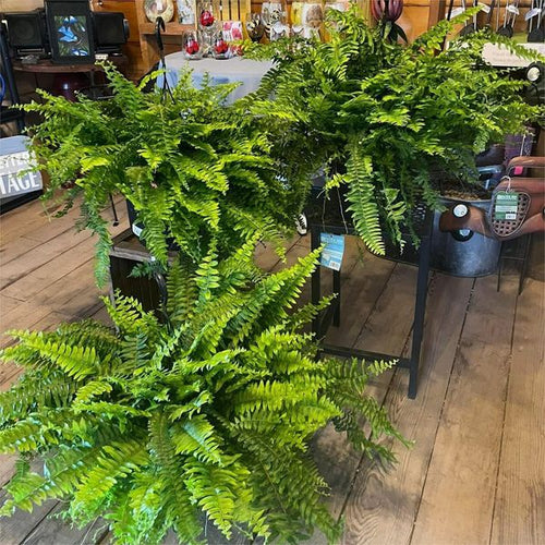 Last Day 75% OFF🌿UV Resistant Lifelike Artificial Boston Fern